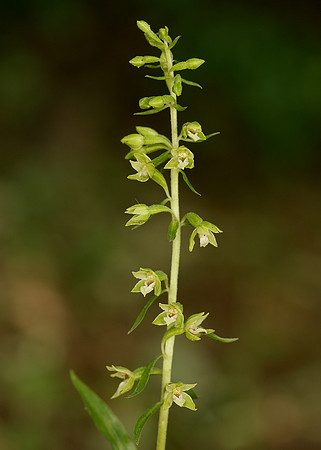 Tyne Helleborine Epipactis dunensis tynensis