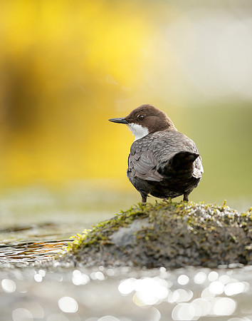 Dipper Cinclus cinclus