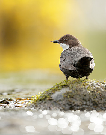 Dipper Cinclus cinclus