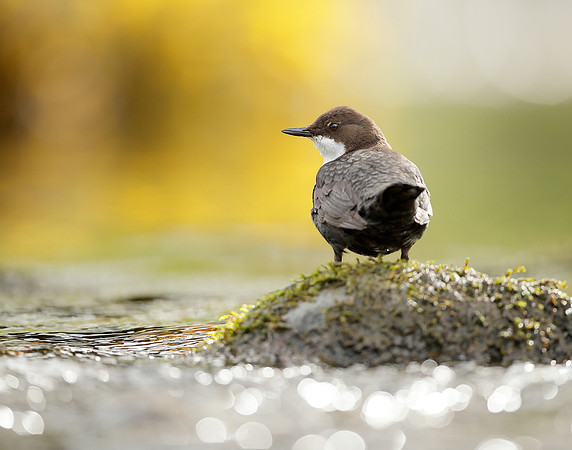 Dipper Cinclus cinclus