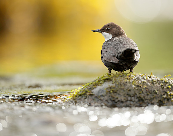 Dipper Cinclus cinclus