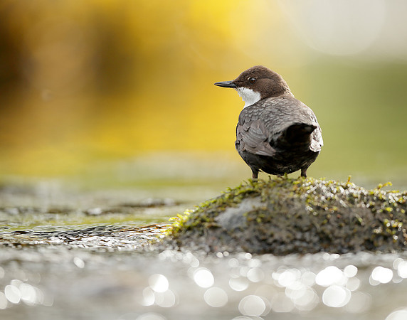 Dipper Cinclus cinclus