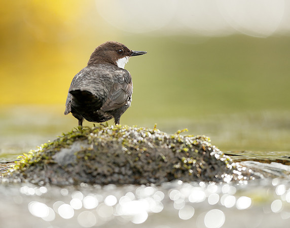 Dipper Cinclus cinclus