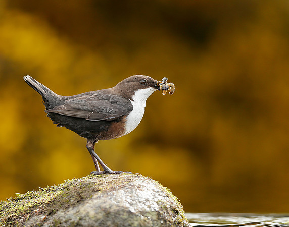 Dipper Cinclus cinclus