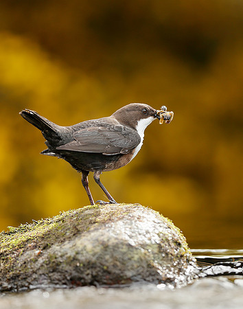 Dipper Cinclus cinclus