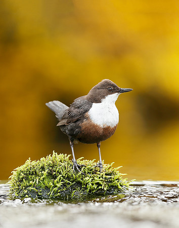 Dipper Cinclus cinclus