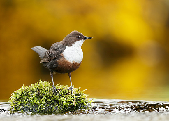 Dipper Cinclus cinclus
