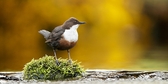 Dipper Cinclus cinclus
