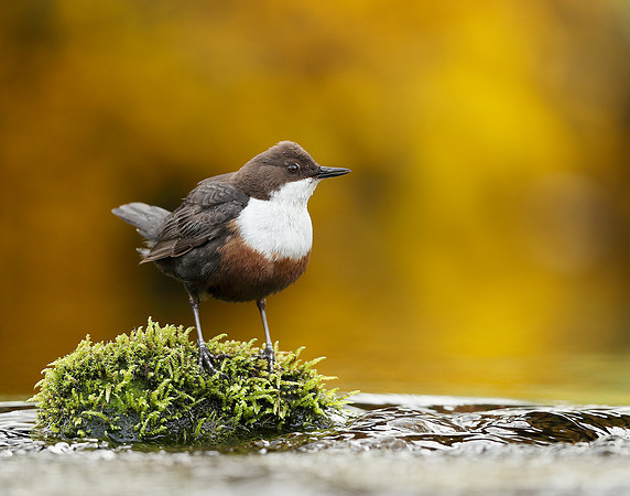 Dipper Cinclus cinclus
