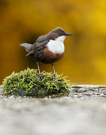 Dipper Cinclus cinclus