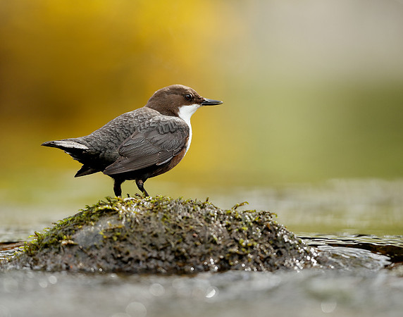 Dipper Cinclus cinclus