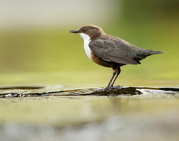 Dipper Cinclus cinclus