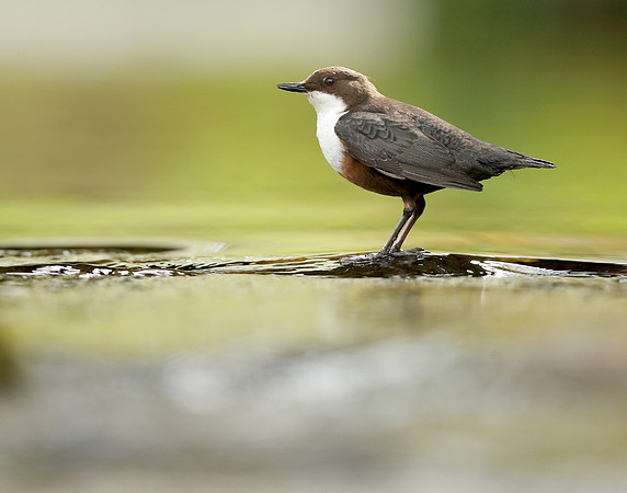 Dipper Cinclus cinclus