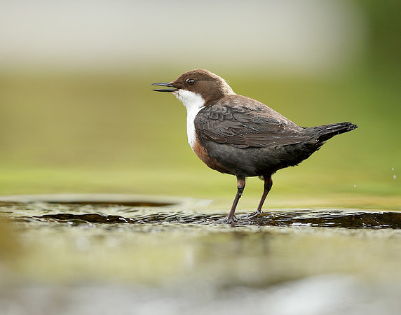 Dipper Cinclus cinclus