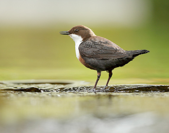 Dipper Cinclus cinclus