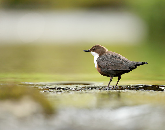 Dipper Cinclus cinclus
