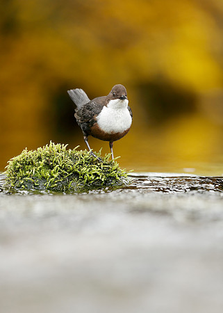 Dipper Cinclus cinclus