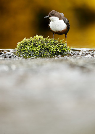 Dipper Cinclus cinclus