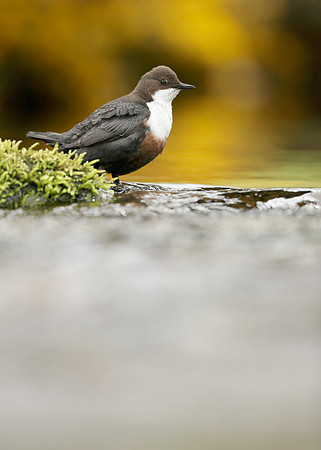 Dipper Cinclus cinclus