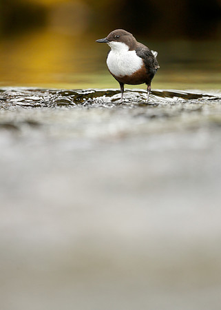 Dipper Cinclus cinclus