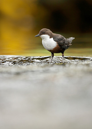 Dipper Cinclus cinclus