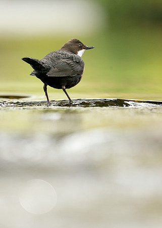 Dipper Cinclus cinclus