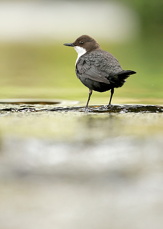 Dipper Cinclus cinclus