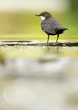 Dipper Cinclus cinclus