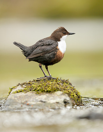 Dipper Cinclus cinclus