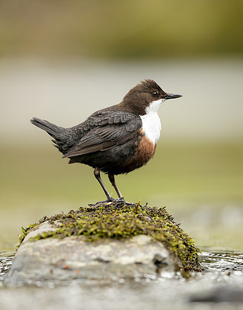 Dipper Cinclus cinclus