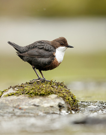 Dipper Cinclus cinclus