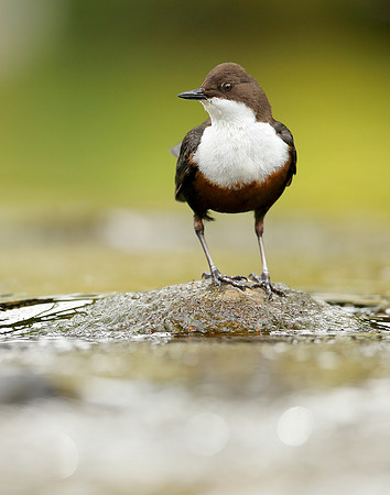 Dipper Cinclus cinclus