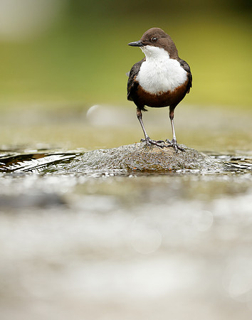 Dipper Cinclus cinclus