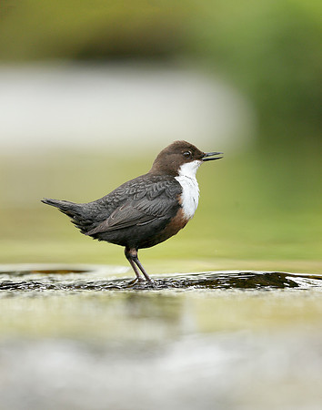 Dipper Cinclus cinclus