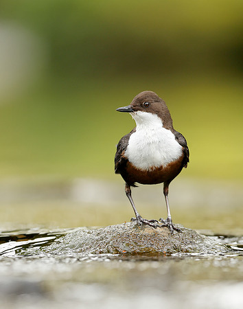 Dipper Cinclus cinclus