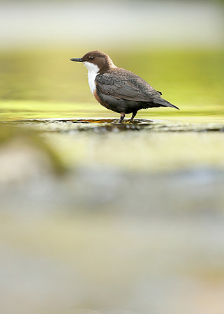 Dipper Cinclus cinclus
