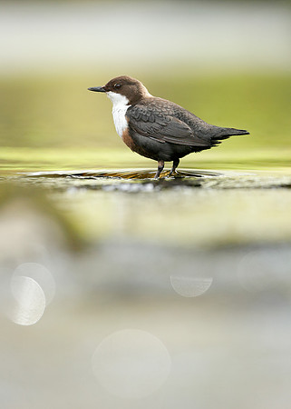 Dipper Cinclus cinclus