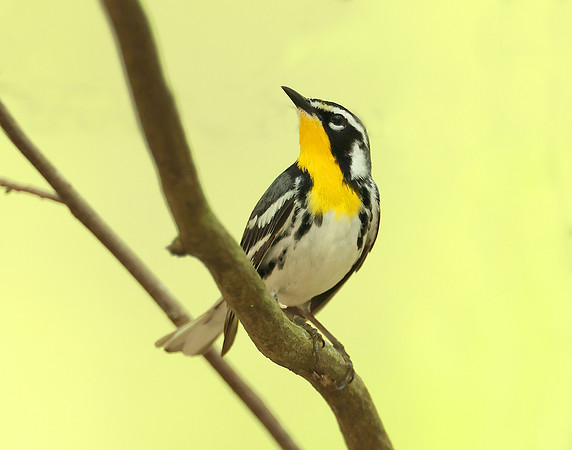 Yellow-throated Warbler  Setophaga dominica