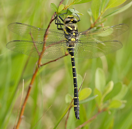 Golden-ringed Dragonfly Cordulegaster boltonii