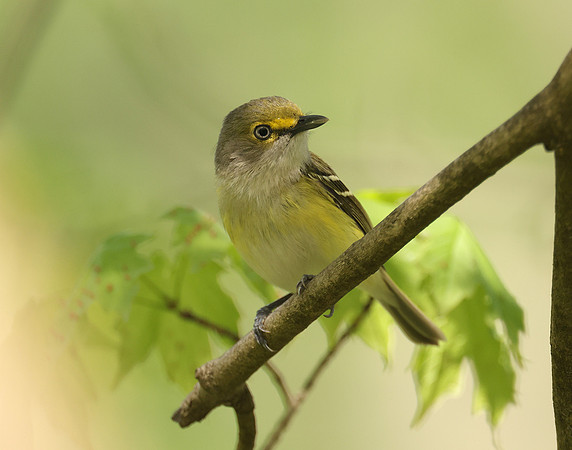 White-eyed Vireo Vireo griseus
