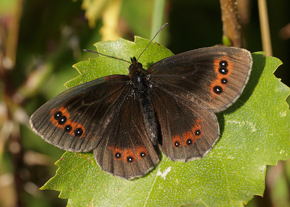 Scotch Argus Erebia aethiops