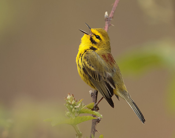 Prairie Warbler Setophaga discolor