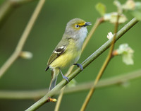 White-eyed Vireo Vireo griseus