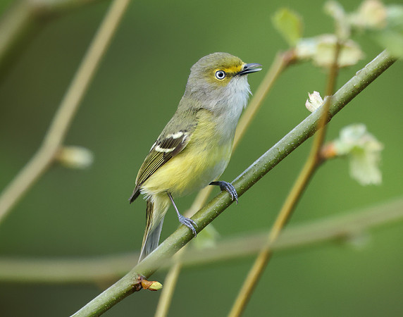 White-eyed Vireo Vireo griseus