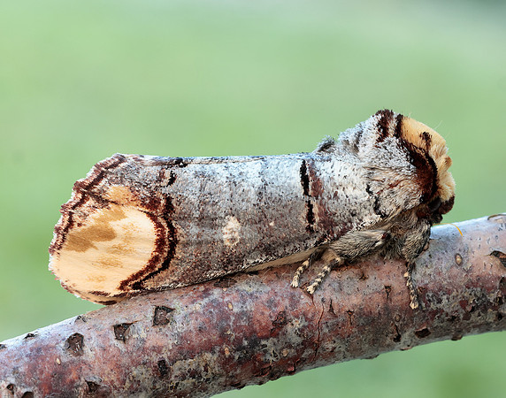 71.025 BF1994 Buff-tip Phalera bucephala