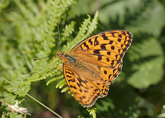 High Brown Fritillary Argynnis adippe