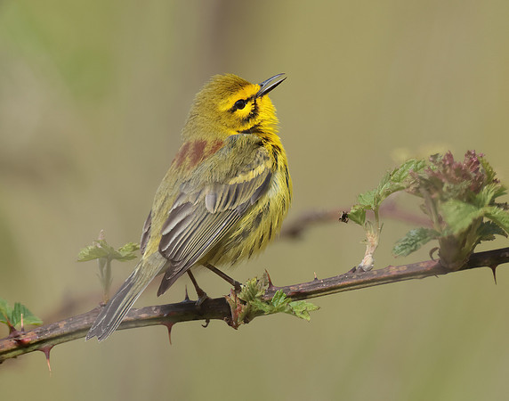 Prairie Warbler Setophaga discolor