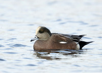 American Wigeon Mareca americana