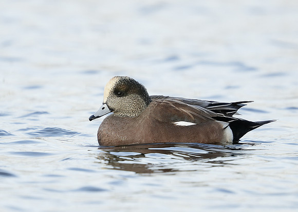 American Wigeon Mareca americana