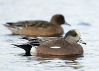 American Wigeon Mareca americana